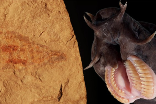Hoá thạch loài cá mù 100 triệu năm tuổi cực hiếm được phát hiện