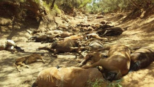 Australia: Hàng chục con ngựa chết khát do nắng nóng kỷ lục.