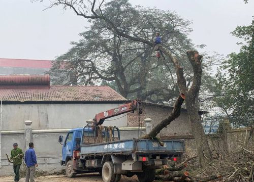 Hà Nội: Chặt hạ cây sưa đỏ 100 năm tuổi