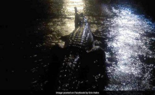 Australia: Cá sấu tràn ra đường vì lũ lớn