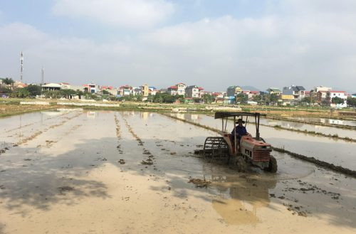 Hà Nội: Người dân khẩn trương sản xuất ngay sau Tết Kỷ Hợi