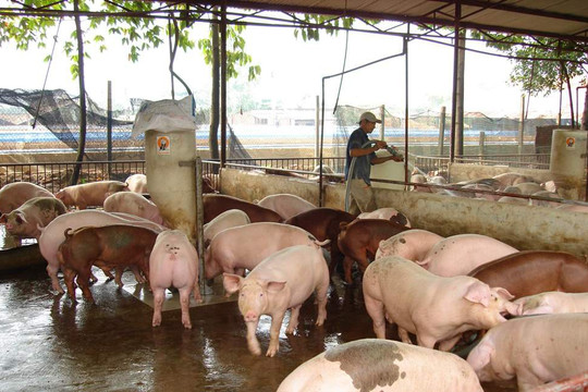 Hà Nội ra công điện khẩn ngăn chặn dịch tả lợn Châu Phi