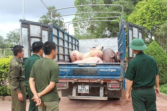 Quảng Ninh: Xử lý 8 xe chở lợn không có giấy phép hợp lệ trên địa bàn thị xã Đông Triều