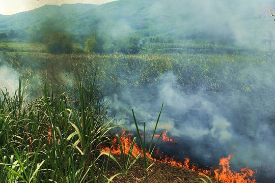 Quảng Ngãi: Nông dân lao đao vì mía cháy