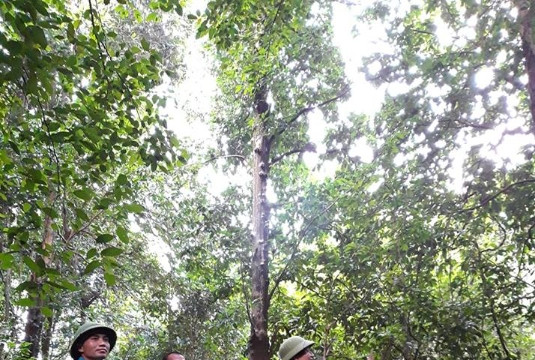 Ứng phó với tình trạng cháy rừng và nạn phá rừng ở Lạng Sơn