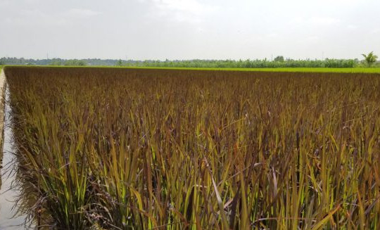 Trà Vinh: Nghiên cứu giống lúa mới đầu tiên ở Việt Nam thích nghi với độ mặn đến 5‰