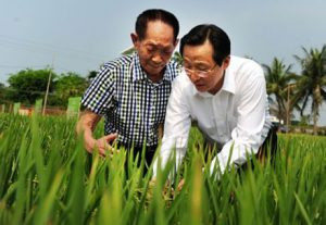 Trung Quốc: Phát triển thêm giống lúa mới với năng suất cao, kháng bệnh
