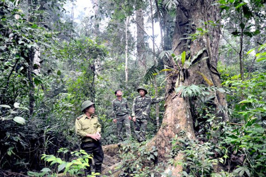 Tuyên Quang: Tăng cường đẩy mạnh công tác quản lý bảo vệ và phát triển rừng