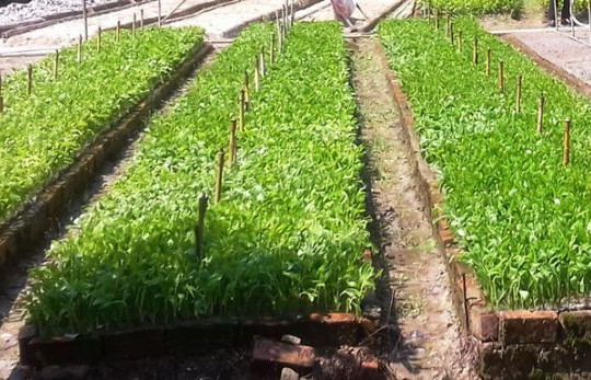 Thừa Thiên Huế: Áp dụng trồng giống keo thân thiện môi trường