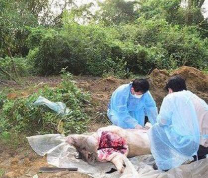 Thừa Thiên – Huế: Xuất hiện ổ dịch tả lợn Châu Phi thứ 3