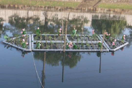Lắp bè thủy sinh để cải thiện nước sông Tô Lịch