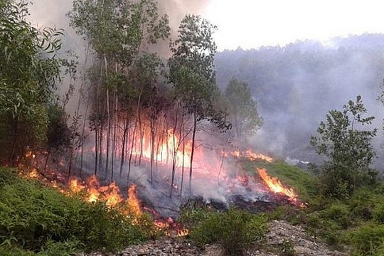 Thừa Thiên Huế: Tăng cường quản lý bảo vệ và phòng cháy, chữa cháy rừng
