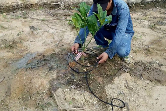 Tưới nước thông minh cho cây bưởi chỉ bằng chiếc điện thoại di động