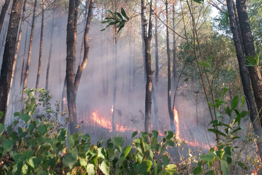 Thừa Thiên – Huế: Cháy rừng trên diện rộng, đường dây 500KV Bắc Nam trong tình trạng nguy cấp