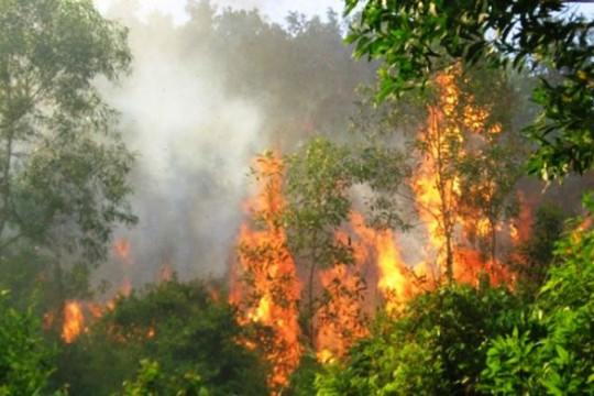 [Infographic] Liên tiếp các vụ cháy rừng lớn do nắng nóng