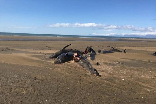 Iceland: Xác 50 con cá voi trôi dạt vào bờ biển