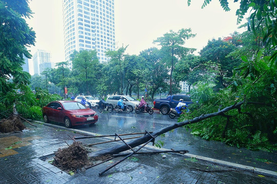 Hà Nội: Ảnh hưởng bão số 3, nhiều cây xanh bị “quật đổ”