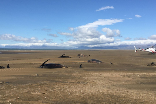 Iceland: Lại phát hiện đàn cá voi chết do mắc cạn bí ẩn ở bờ biển