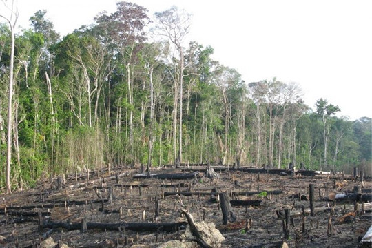 Diện tích rừng già Amazon bị chặt phá tăng 278% tại Brazil đang ở mức báo động