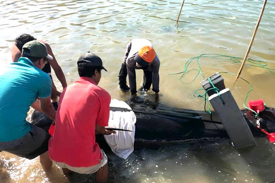 Chôn cất một con cá Voi chết tại Ninh Thuận