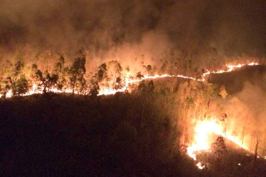 Phú Yên: Cháy hàng chục ha rừng trồng