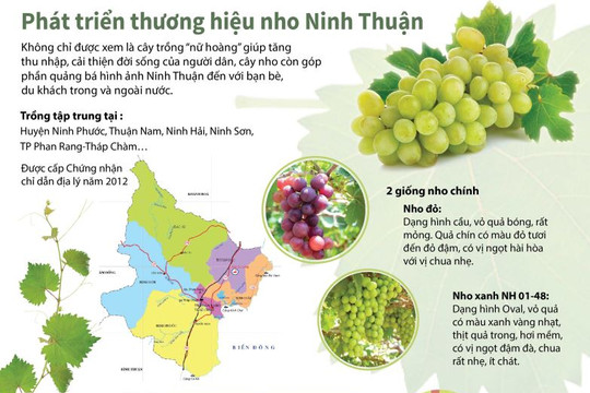 [Infographic] Phát triển thương hiệu nho Ninh Thuận