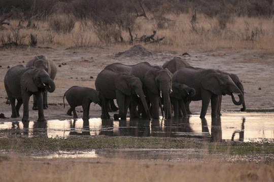 55 con voi chết đói ở Zimbabwe vì hạn hán kỷ lục