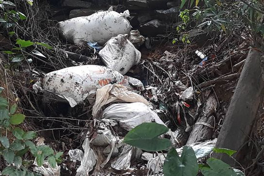 Nghệ An: Hàng chục con heo chết vứt xuống đầu nguồn sông Lam