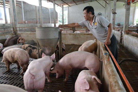 Dù lượng nhập khẩu tăng đột biến, giá thịt lợn vẫn duy trì ở mức cao vào những tháng cuối năm