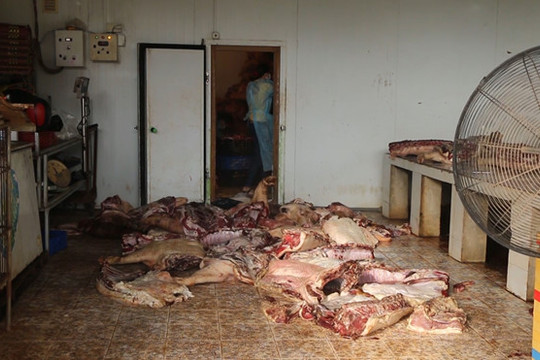 Bình Phước: Phát hiện đường dây kinh doanh thịt lợn nhiễm bệnh dịch tả lợn châu Phi