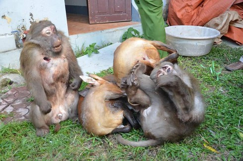 Điện Biên: Phát hiện và thu giữ số lượng lớn cá thể động vật hoang dã