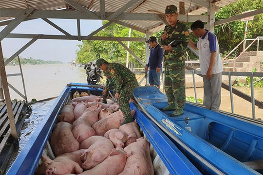 Bắt giữ gần 2 tấn lợn nhập lậu từ Campuchia vào Việt Nam