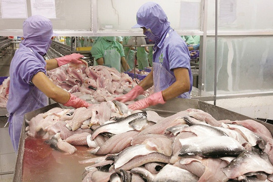 Mỹ chính thức công nhận chuẩn an toàn thực phẩm của cá tra mở ra cánh cửa lớn cho thủy sản Việt