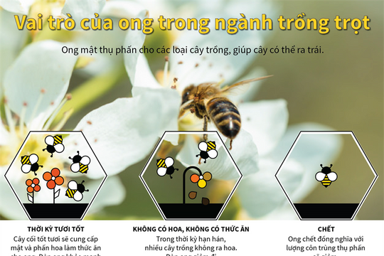 [Infographic] Vai trò của ong trong ngành trồng trọt