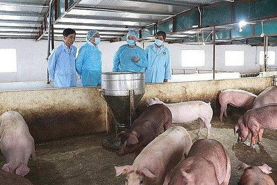 Hà Nội tăng cường kiểm tra, giám sát chặt dịch tả lợn châu Phi