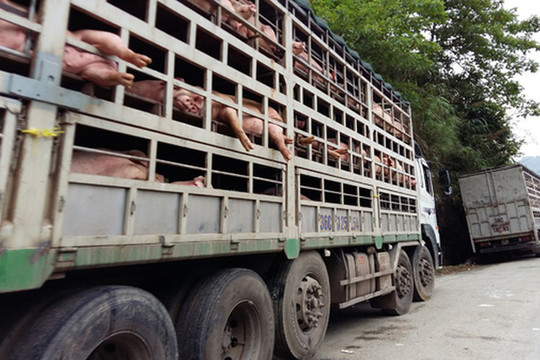 Tăng cường kiểm soát chặt vận chuyển lợn, sản phẩm từ lợn qua biên giới
