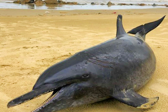 Quảng Ngãi: Cá heo 60 kg dạt vào bờ biển