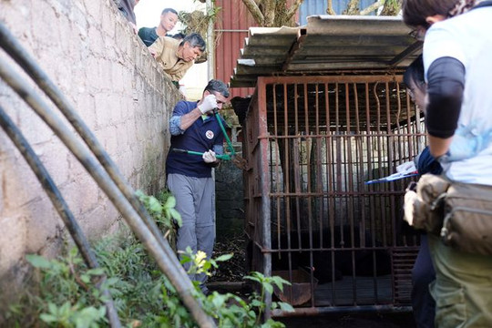 Gấu ngựa bị nuôi nhốt 30 năm ở Sơn La được giải cứu