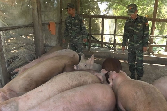 Đồng Tháp: Bắt giữ hơn 2,2 tấn lợn nhập lậu từ Campuchia vào Việt Nam