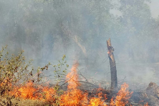 Bình Phước: Gần 10 ha rừng tràm bị thiêu rụi