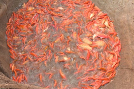 Thái Bình: Cá chép đỏ chết hàng loạt trước dịp Tết  ông Công ông Táo