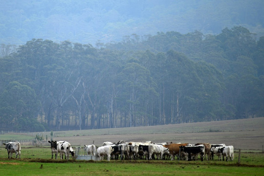 Australia: Mưa rào làm giảm bớt tình trạng cháy rừng nghiêm trọng