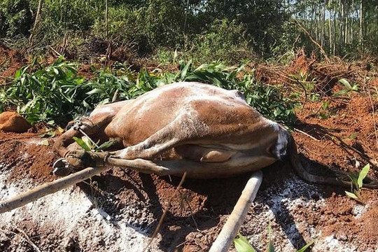 Quảng Ngãi: Khoảng 1.600 con gia súc bị lở mồm long móng
