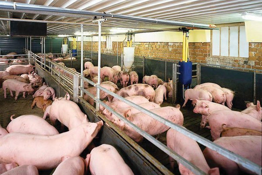 Bộ trưởng yêu cầu doanh nghiệp giảm giá thịt lợn xuống 75.000 đồng/kg trong tuần tới