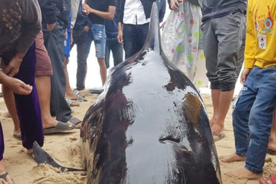 Quảng Ngãi: Giải cứu cá “Ông Chuông” 500 kg dạt vào bờ biển