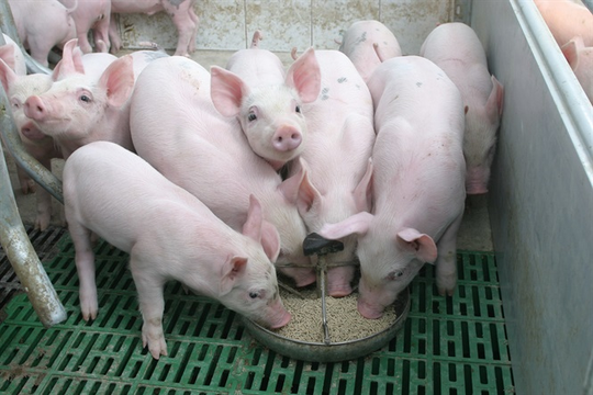 [Infographics] Nguồn cung thịt lợn dự kiến đạt hơn 4 triệu tấn