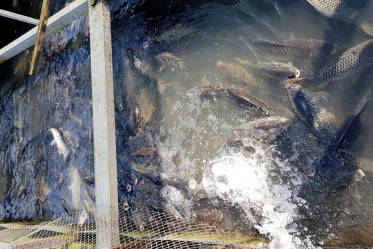 An Giang: Hàng chục tấn cá tiếp tục chết trắng, khẩn trương di dời các bè nuôi cá trên sông Cái Vừng
