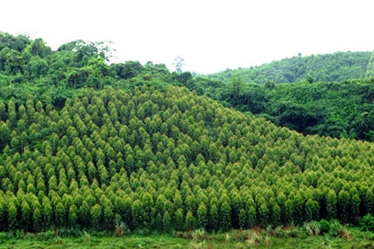 Hà Nội: Bảo vệ an toàn hơn 5.160ha rừng phòng hộ, rừng đặc dụng