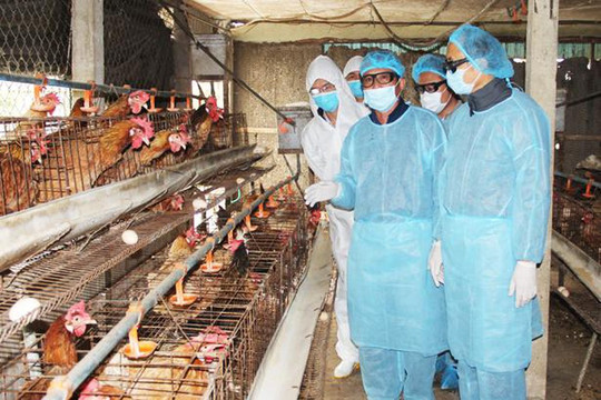 Hơn 137 nghìn con gia cầm phải tiêu hủy từ đầu năm do cúm A/H5N1