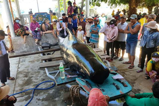 Cá voi nặng hơn 1 tấn dạt vào bờ biển Khánh Hòa